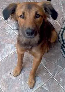 Cachorro ra a Vira Lata idade 1 ano nome Cheeps