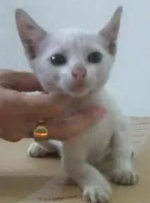 Gato raça SRD idade 2 a 6 meses nome Branquinho
