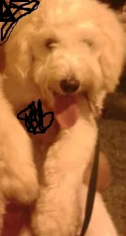 Cachorro raça poodle idade 2 a 6 meses nome sol