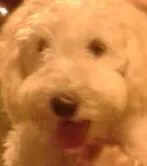 Cachorro raça poodle idade 2 a 6 meses nome kelly