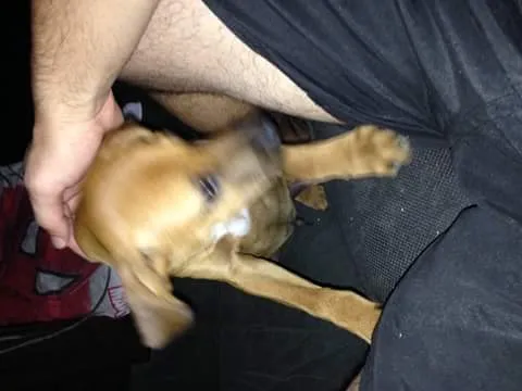 Cachorro ra a vira lata idade 2 a 6 meses nome sem nome