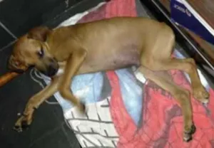 Cachorro raça vira lata idade 2 a 6 meses nome sem nome