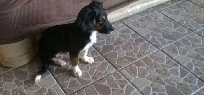 Cachorro ra a indefinida idade 2 a 6 meses nome Manchinha