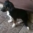 Manchinha