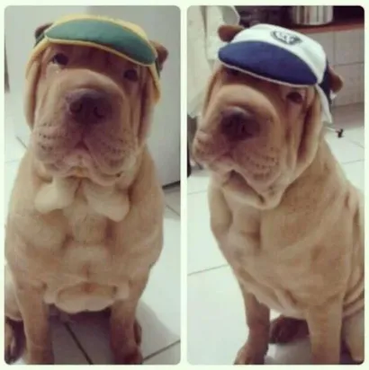 Cachorro raça Shar Pei idade 1 ano nome Aquilis