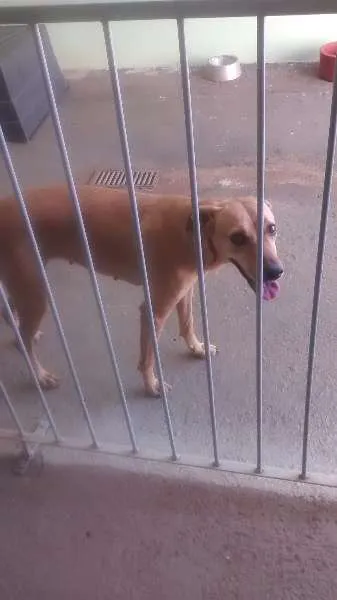 Cachorro ra a vira lata  idade 6 ou mais anos nome Nika