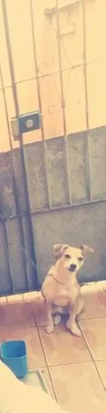 Cachorro ra a não identificada idade 3 anos nome Lilica