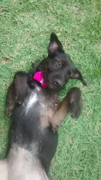 Cachorro raça SRD idade 1 ano nome Pretinha