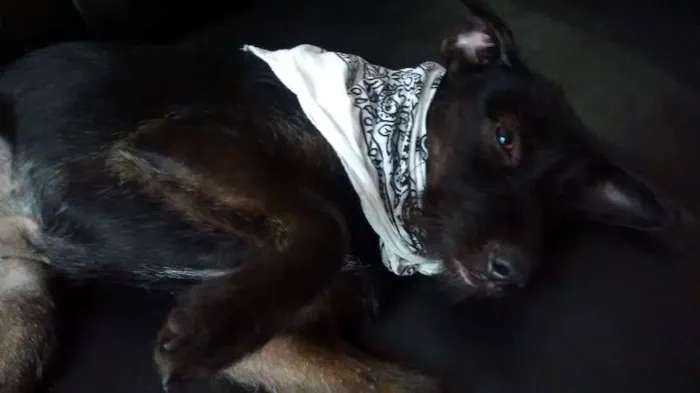 Cachorro raça SRD idade 1 ano nome Pretinha
