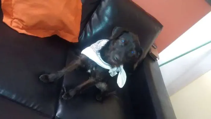 Cachorro raça SRD idade 1 ano nome Pretinha