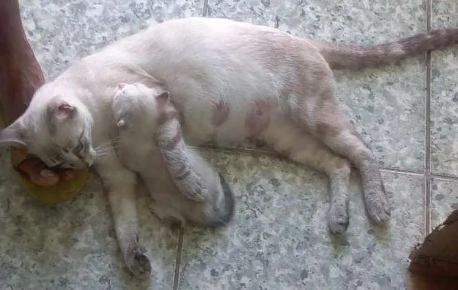 Gato raça misturada idade Abaixo de 2 meses nome sansão dalila wolve