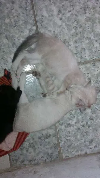 Gato raça misturada idade Abaixo de 2 meses nome sansão dalila wolve