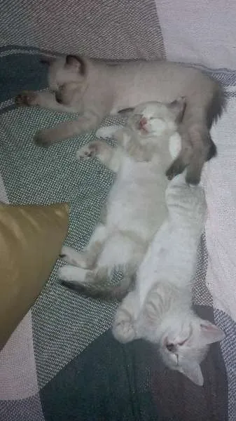 Gato raça misturada idade Abaixo de 2 meses nome sansão dalila wolve