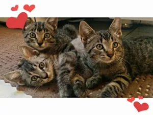 Gato raça RSD idade 2 a 6 meses nome Sem Nome