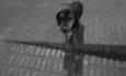 Dingo