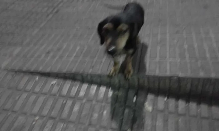 Cachorro raça basset idade 2 anos nome Dingo