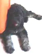 Cachorro raça pudo idade 2 a 6 meses nome Tof