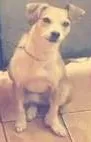 Cachorro ra a não identificada idade 3 anos nome Lilica