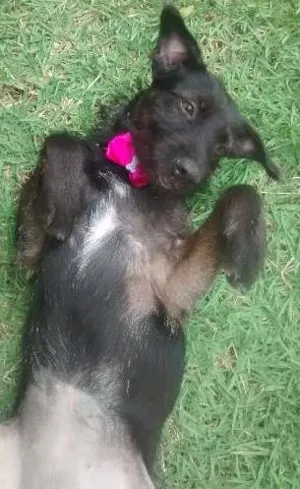 Cachorro raça SRD idade 1 ano nome Pretinha