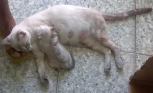 Gato raça misturada idade Abaixo de 2 meses nome sansão dalila wolve