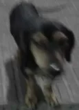 Dingo