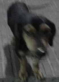 Cachorro raça basset idade 2 anos nome Dingo