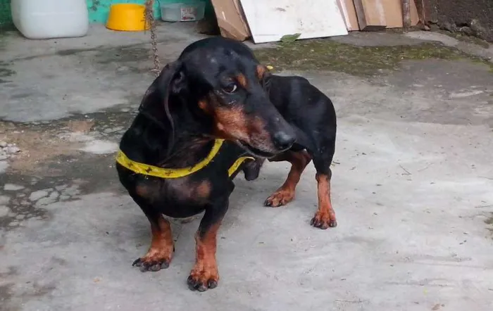 Cachorro ra a Basset-Cofap idade 4 anos nome Bob