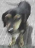Dingo