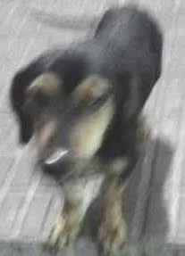 Cachorro raça basset idade 2 anos nome Dingo