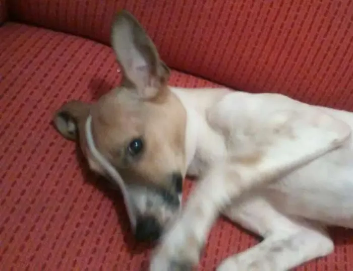 Cachorro ra a Srd idade  nome Snoopy