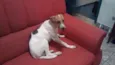 Snoopy