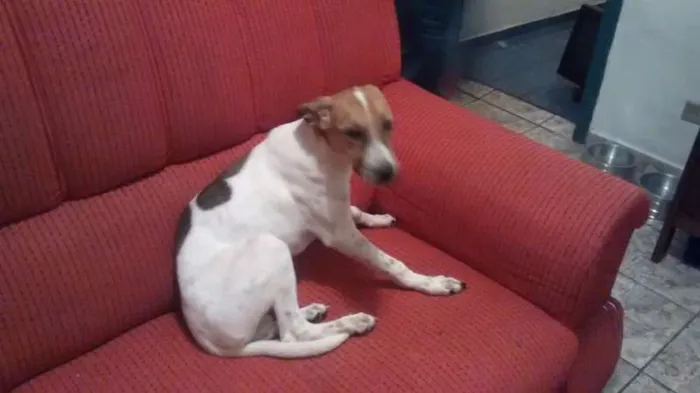 Cachorro ra a Srd idade  nome Snoopy