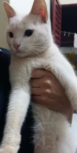 Gato raça SRD idade 7 a 11 meses nome Farofinha