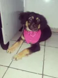 Laila