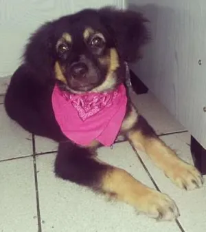 Cachorro raça mestiça idade 2 a 6 meses nome Laila