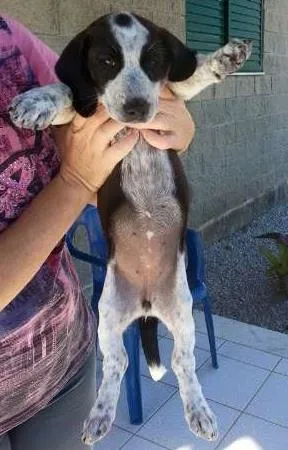 Cachorro raça  idade 2 a 6 meses nome Pipoca (Daniela Are)