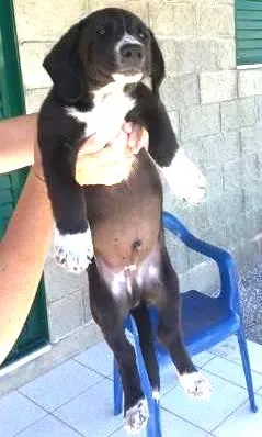 Cachorro raça  idade 2 a 6 meses nome Bob (Daniela Are)