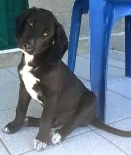 Cachorro raça  idade 2 a 6 meses nome Toddy (Daniela Are)