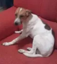 Snoopy