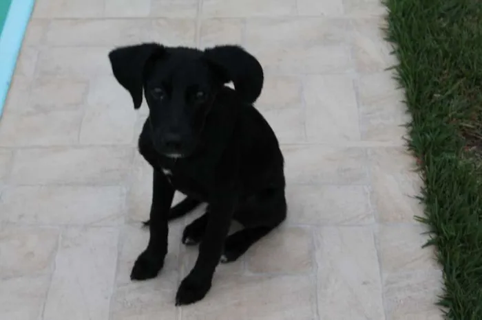 Cachorro ra a SRD idade 2 a 6 meses nome Tarzan