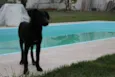 Tarzan