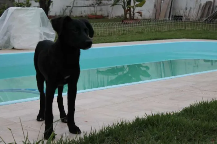 Cachorro ra a SRD idade 2 a 6 meses nome Tarzan