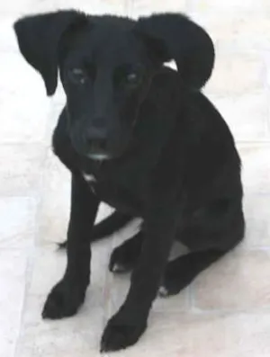 Cachorro raça SRD idade 2 a 6 meses nome Tarzan