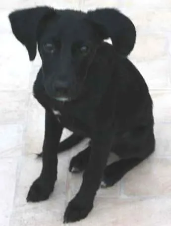 Cachorro ra a SRD idade 2 a 6 meses nome Tarzan