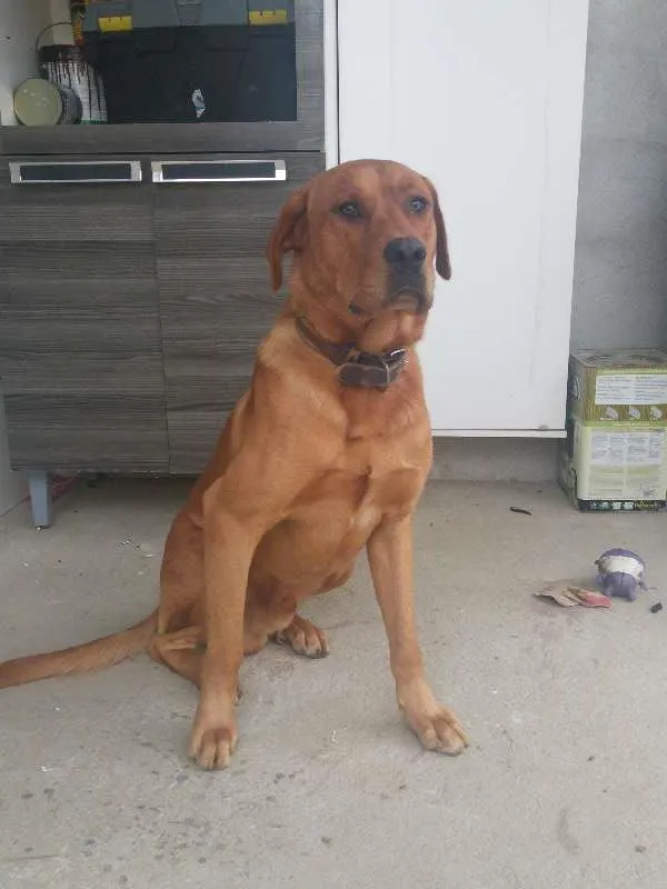 Cachorro ra a labrador idade 1 ano nome Marley