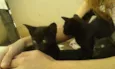 gatos pretos