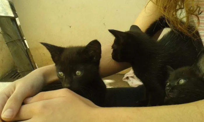 Gato ra a indefinida idade Abaixo de 2 meses nome gatos pretos