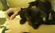 gatos pretos