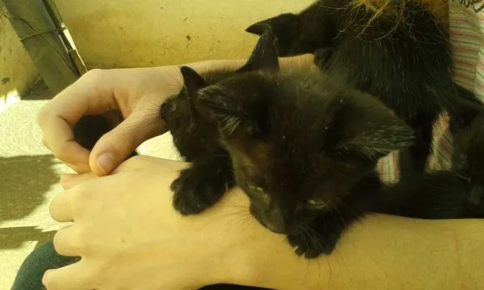 Gato ra a indefinida idade Abaixo de 2 meses nome gatos pretos