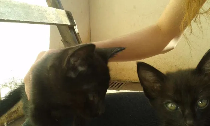 Gato ra a indefinida idade Abaixo de 2 meses nome gatos pretos